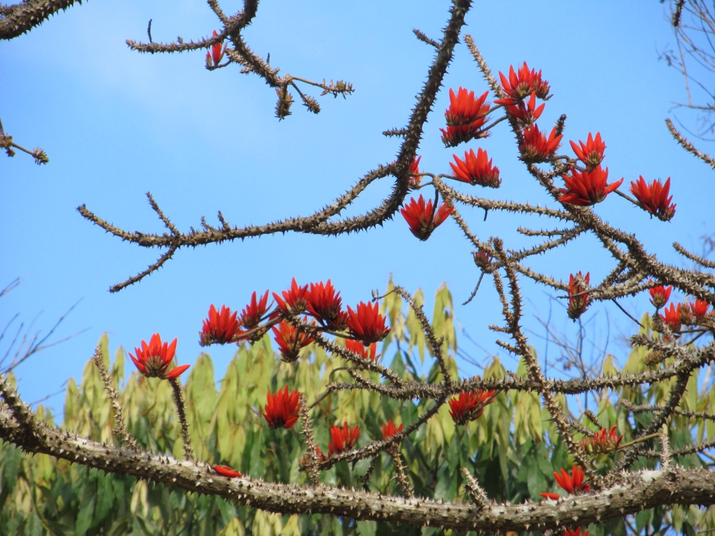 Превью Мандара